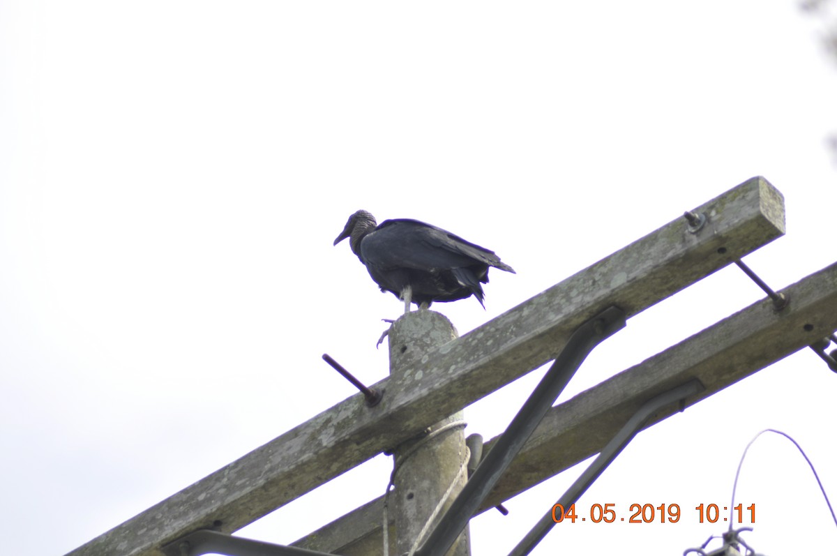 Black Vulture - ML155987471