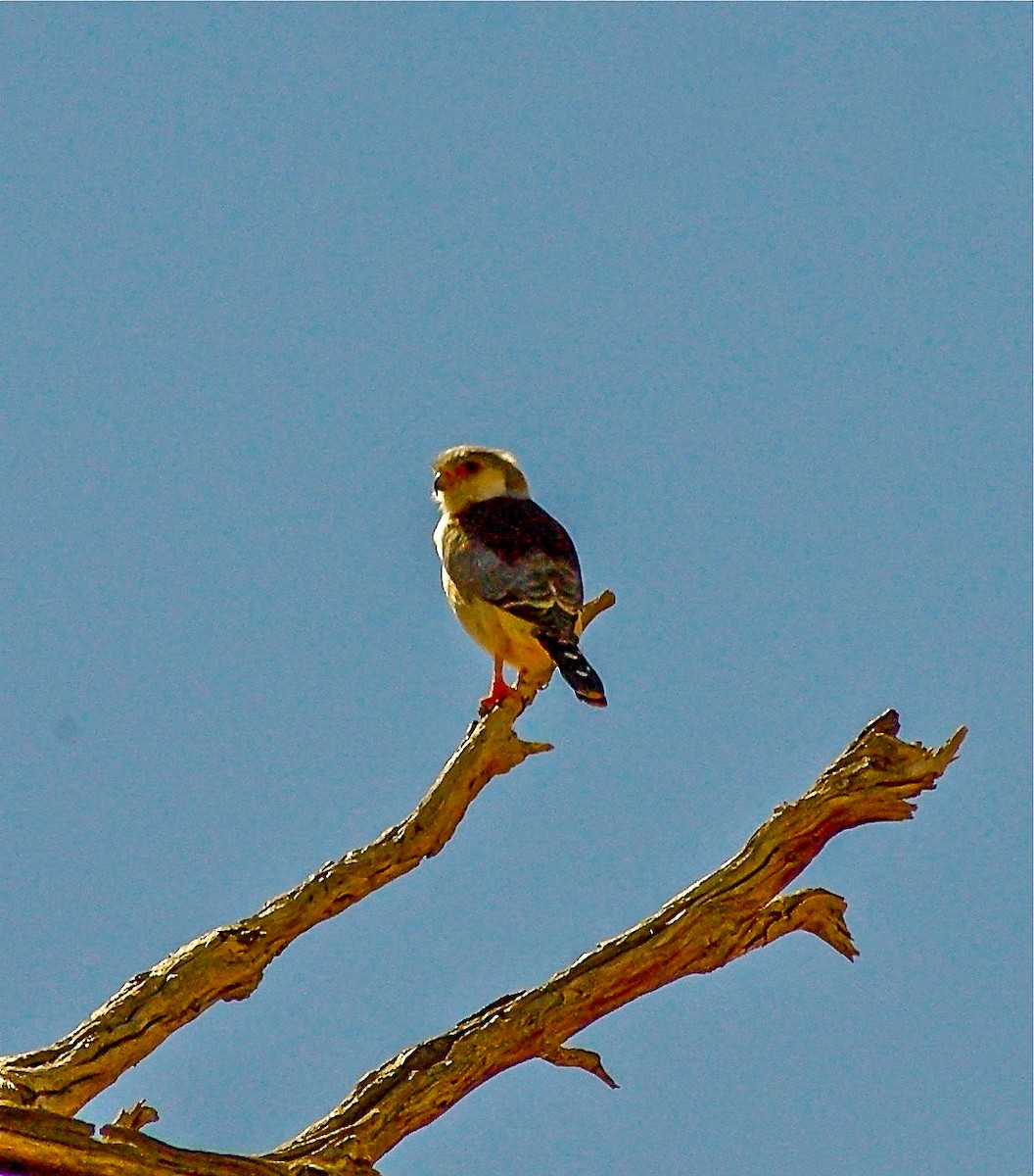 Pygmy Falcon - David Archer