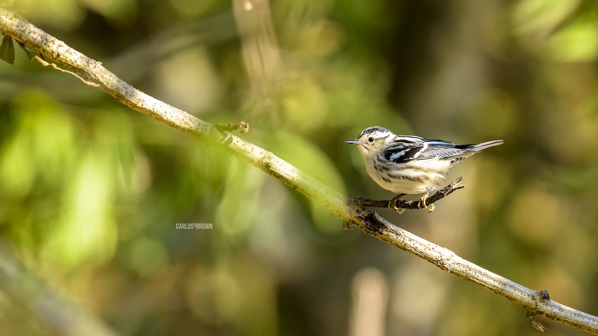 Black-and-white Warbler - ML155992311