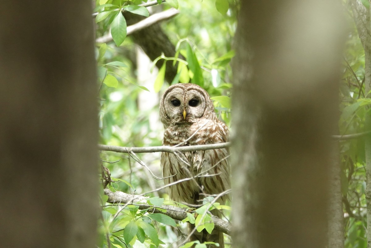 Barred Owl - ML155992591