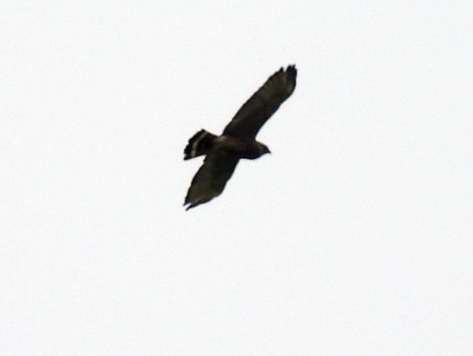 Broad-winged Hawk - ML155992971
