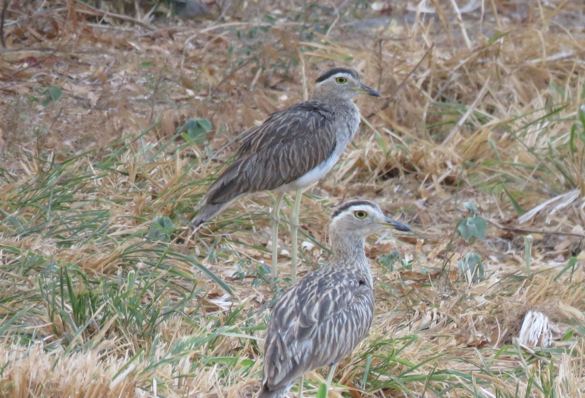 Double-striped Thick-knee - ML155996231