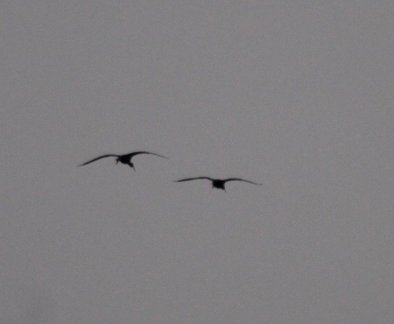 ibis hnědý - ML155999311