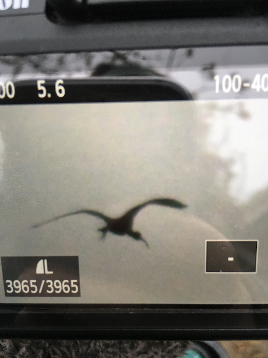 ibis hnědý - ML155999461
