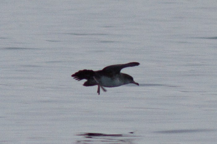 Pink-footed Shearwater - ML156006711