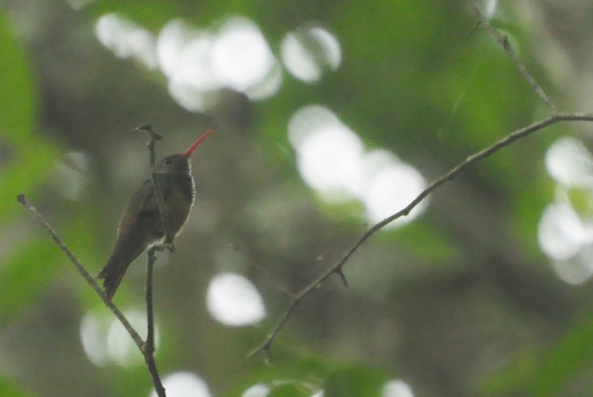 Buff-bellied Hummingbird - Oscar Marín