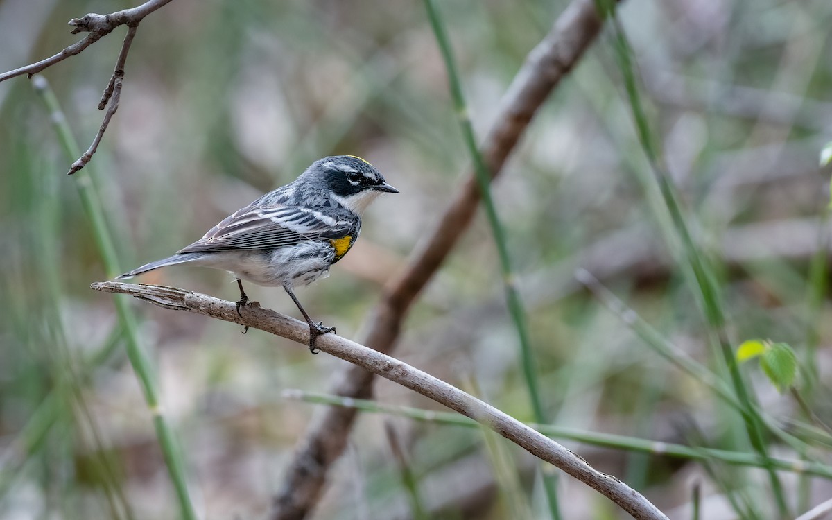Yellow-rumped Warbler - Kyle Tansley