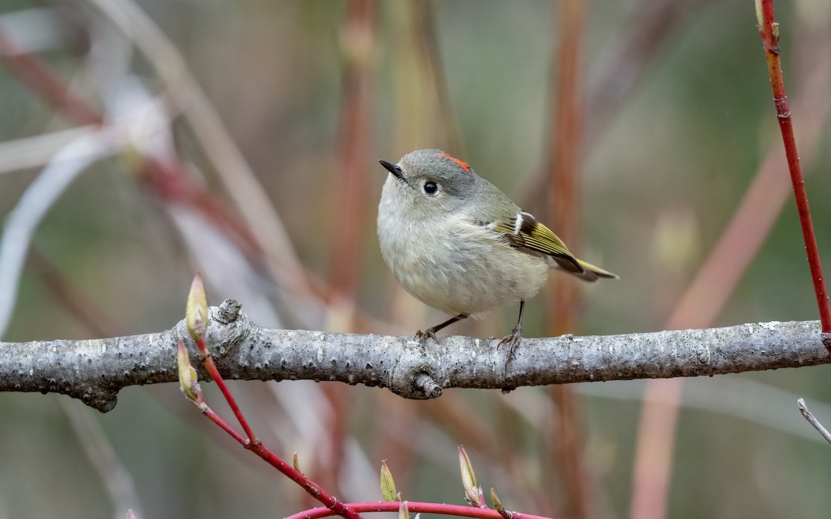 Ruby-crowned Kinglet - Kyle Tansley