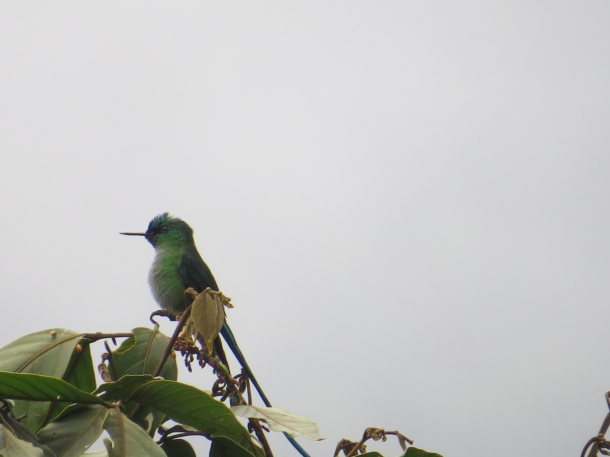 Long-tailed Sylph - ML156015321