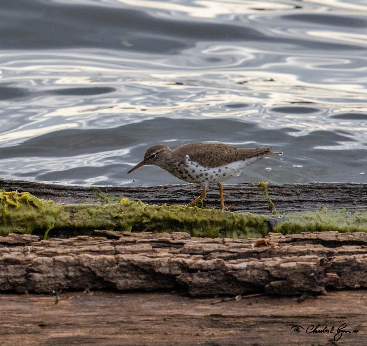 Spotted Sandpiper - Charles Lyon