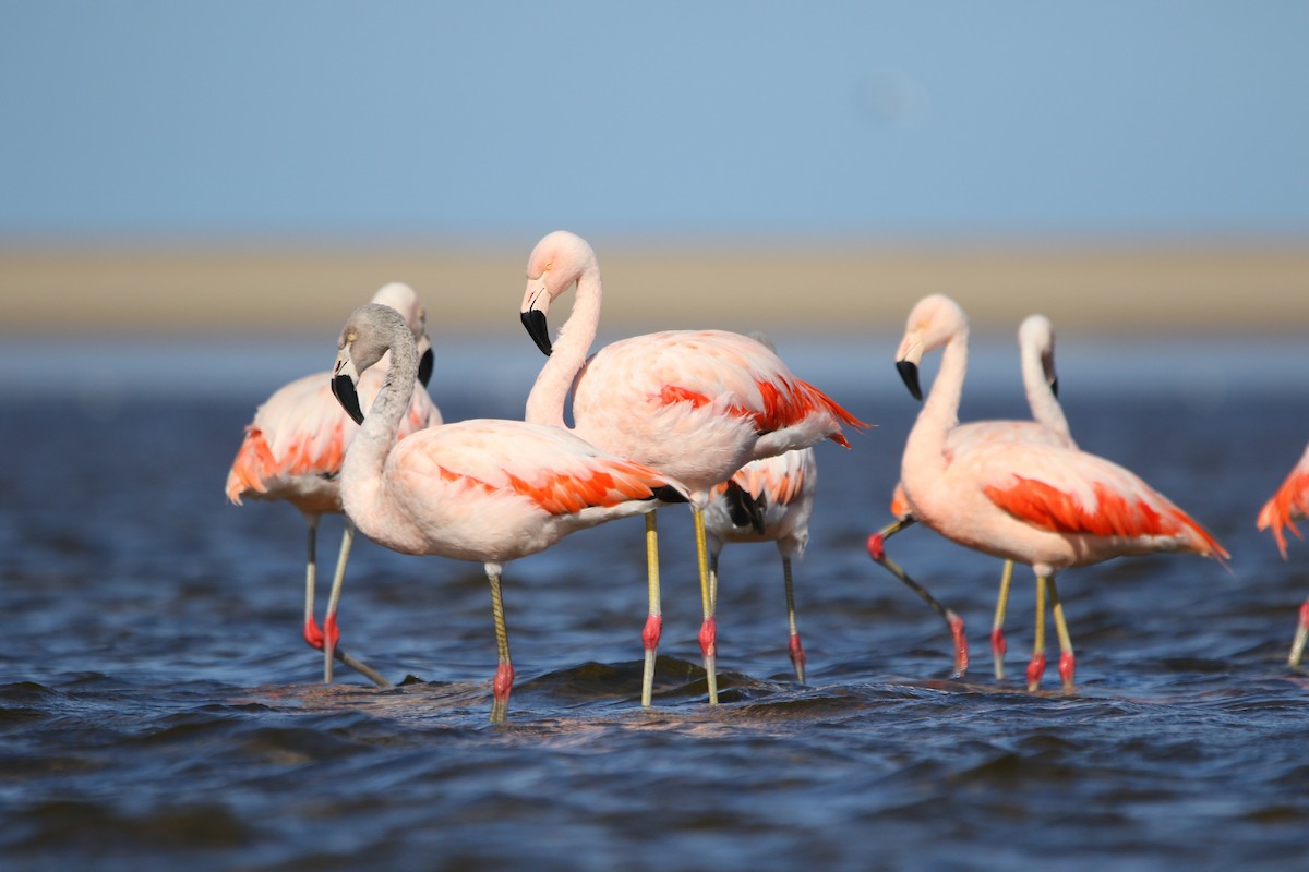 Chilean Flamingo - Jorge Chamorro