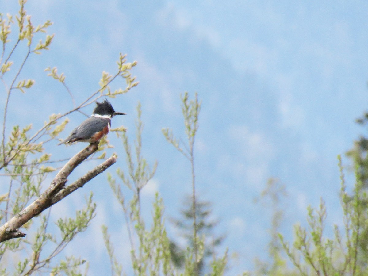 Belted Kingfisher - ML156019991