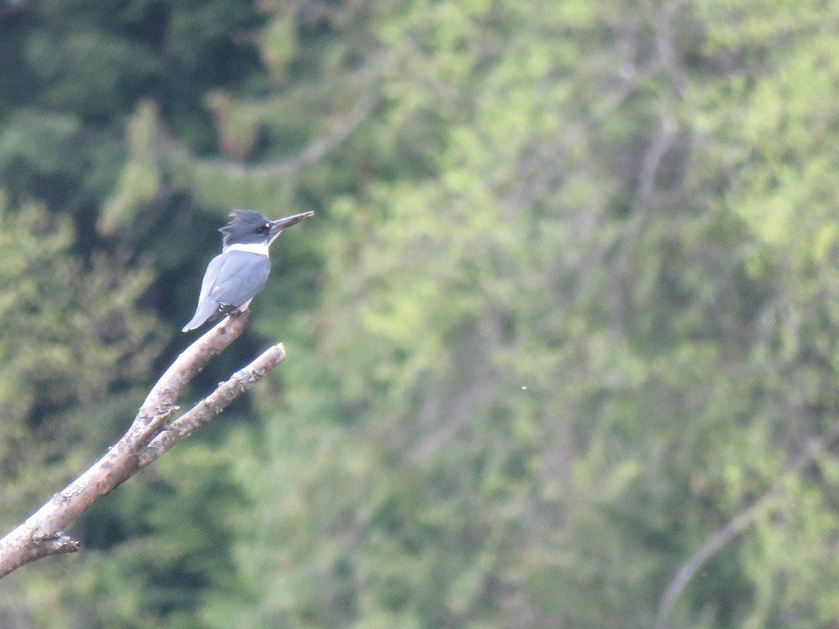 Belted Kingfisher - ML156020031