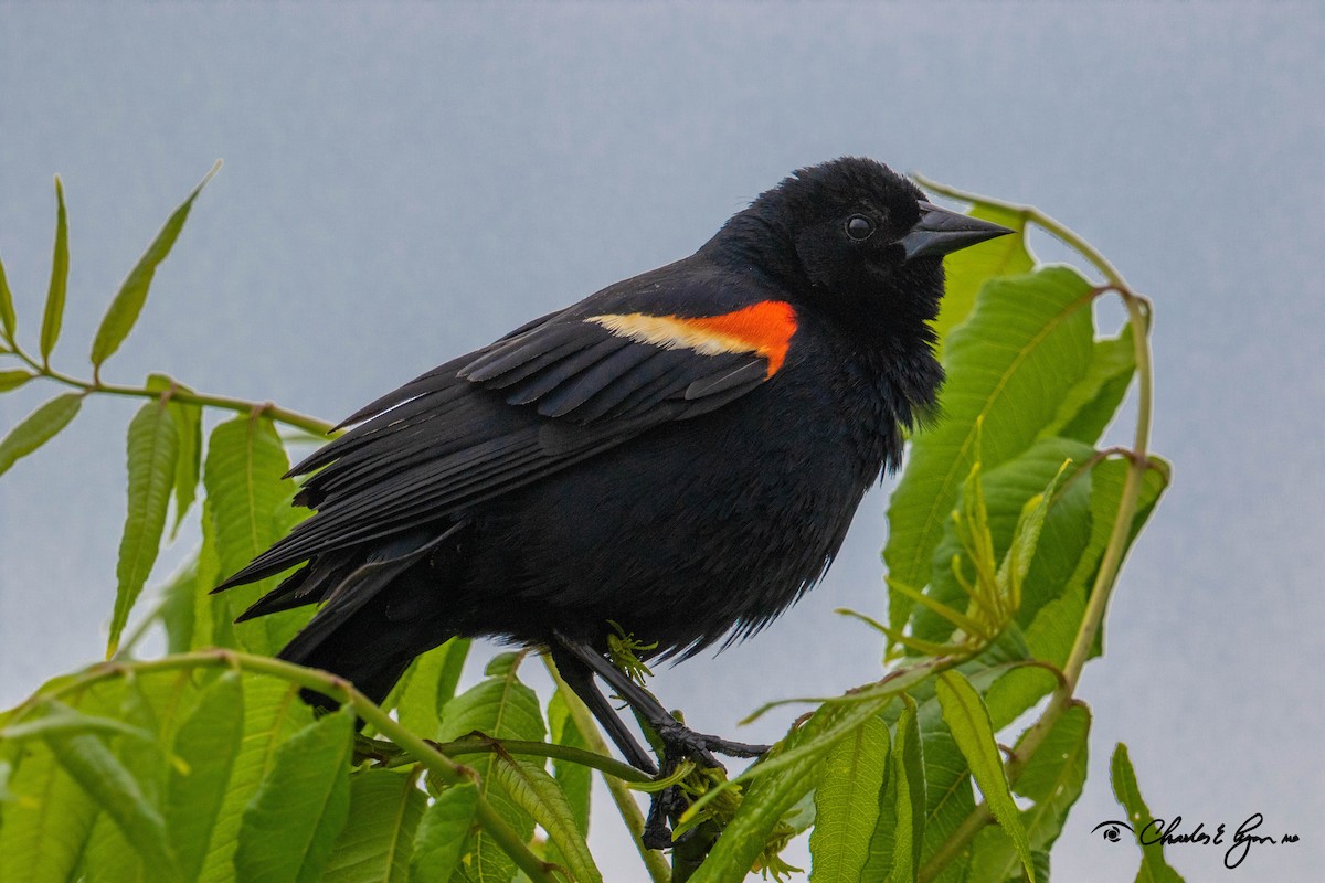 Red-winged Blackbird - Charles Lyon