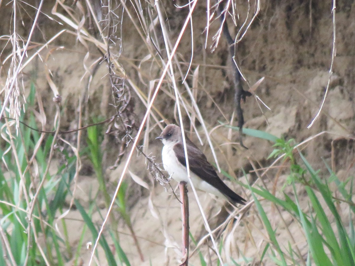 Northern Rough-winged Swallow - ML156021121