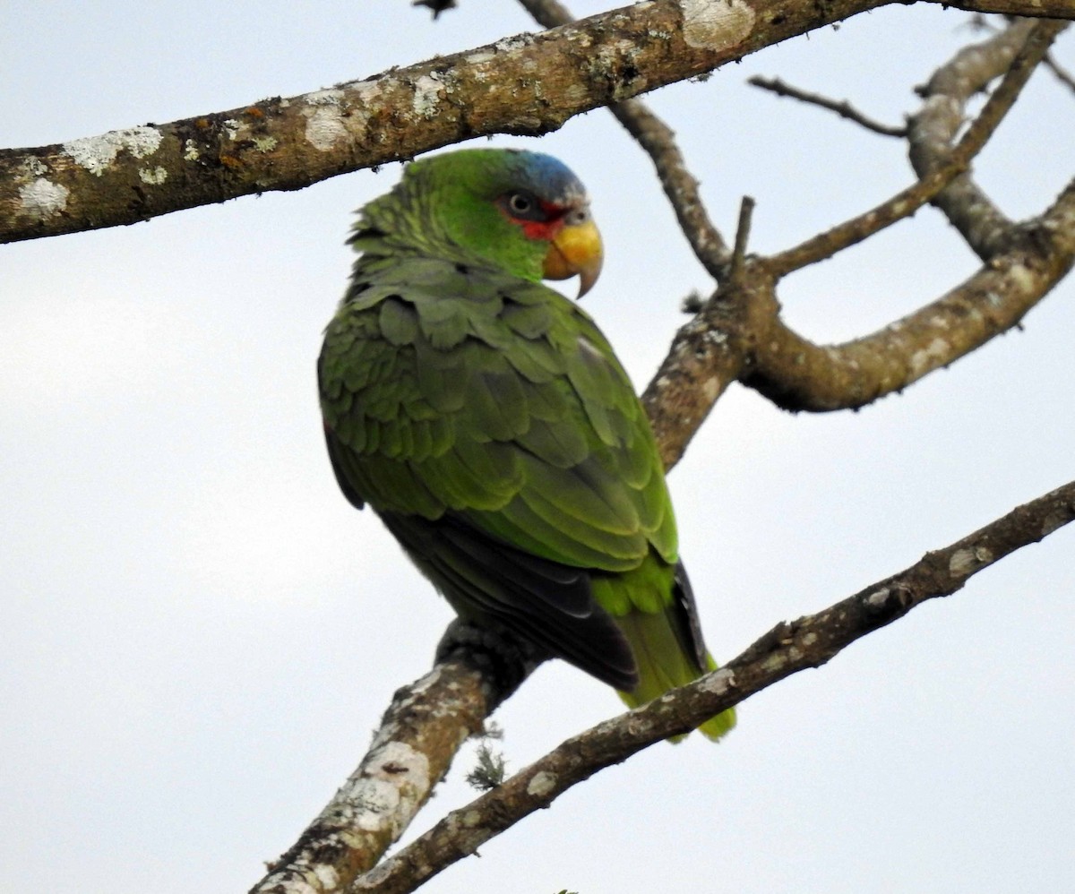 White-fronted Parrot - ML156021561
