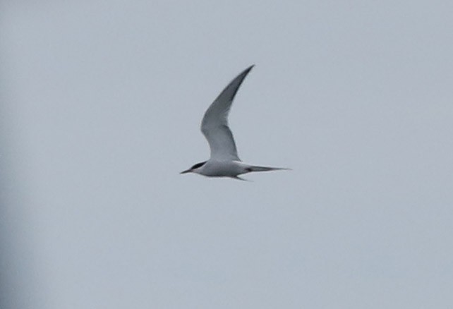 Common Tern - Brian Sullivan
