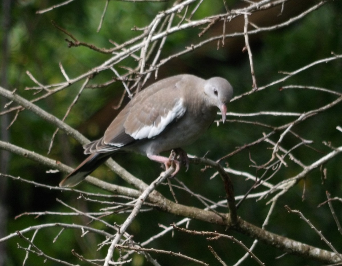 White-winged Dove - ML156025301