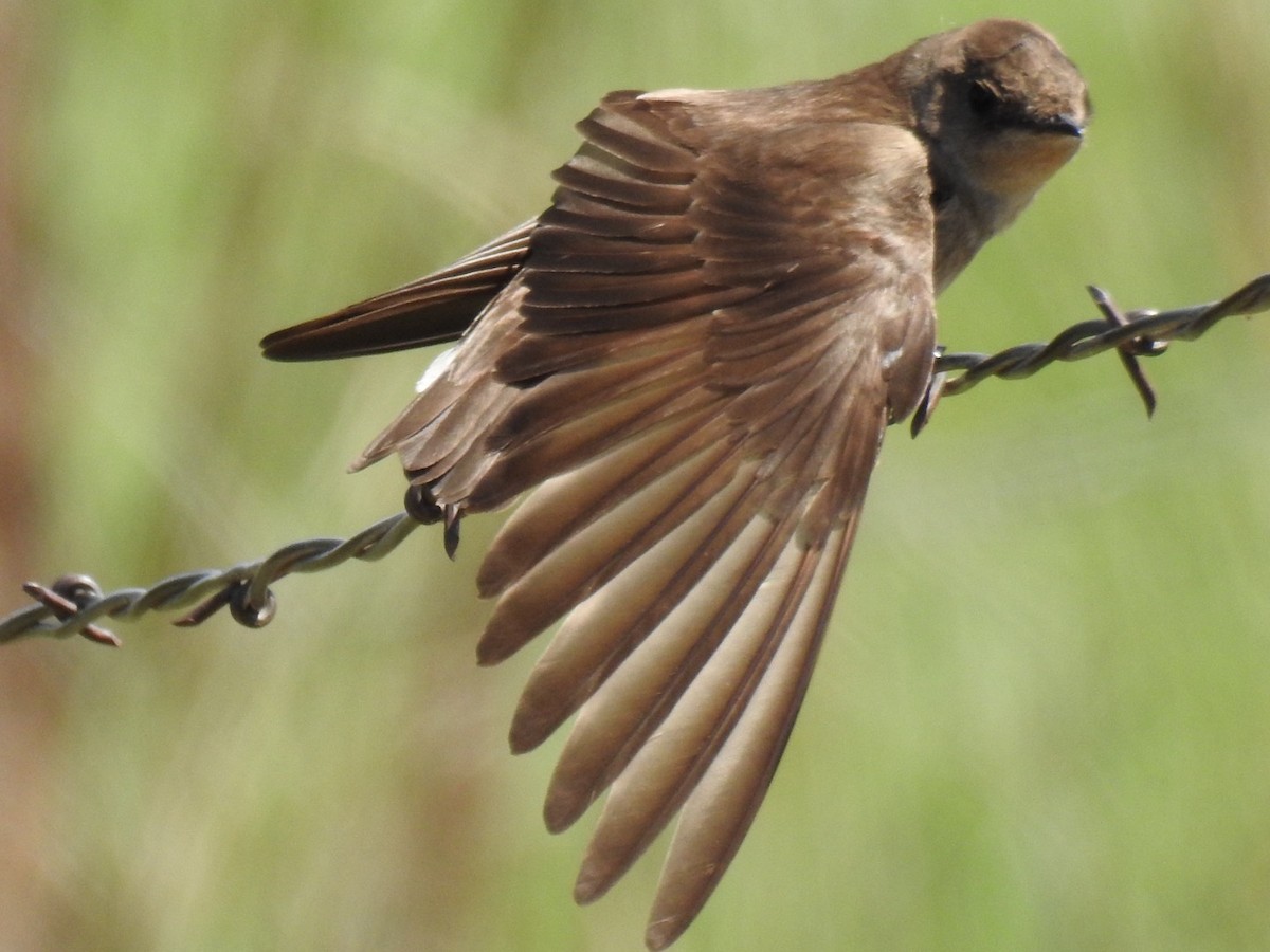 Northern Rough-winged Swallow - Daron Patterson