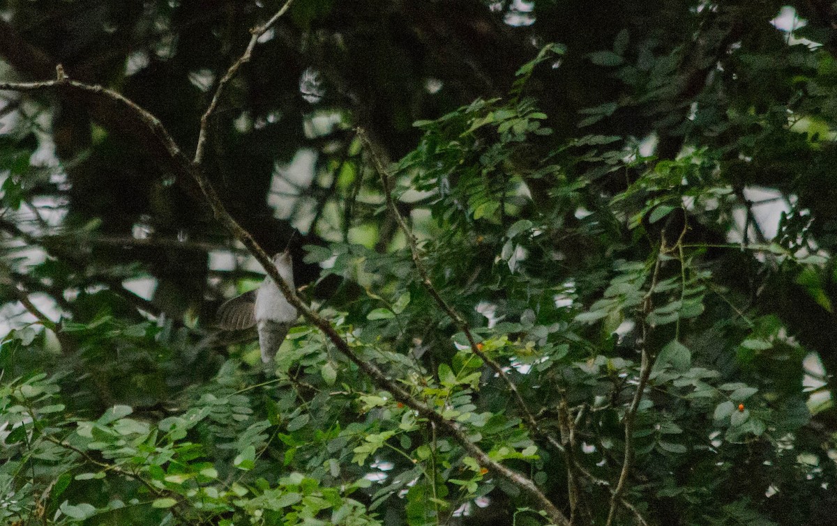 White-bellied Hummingbird - ML156026921