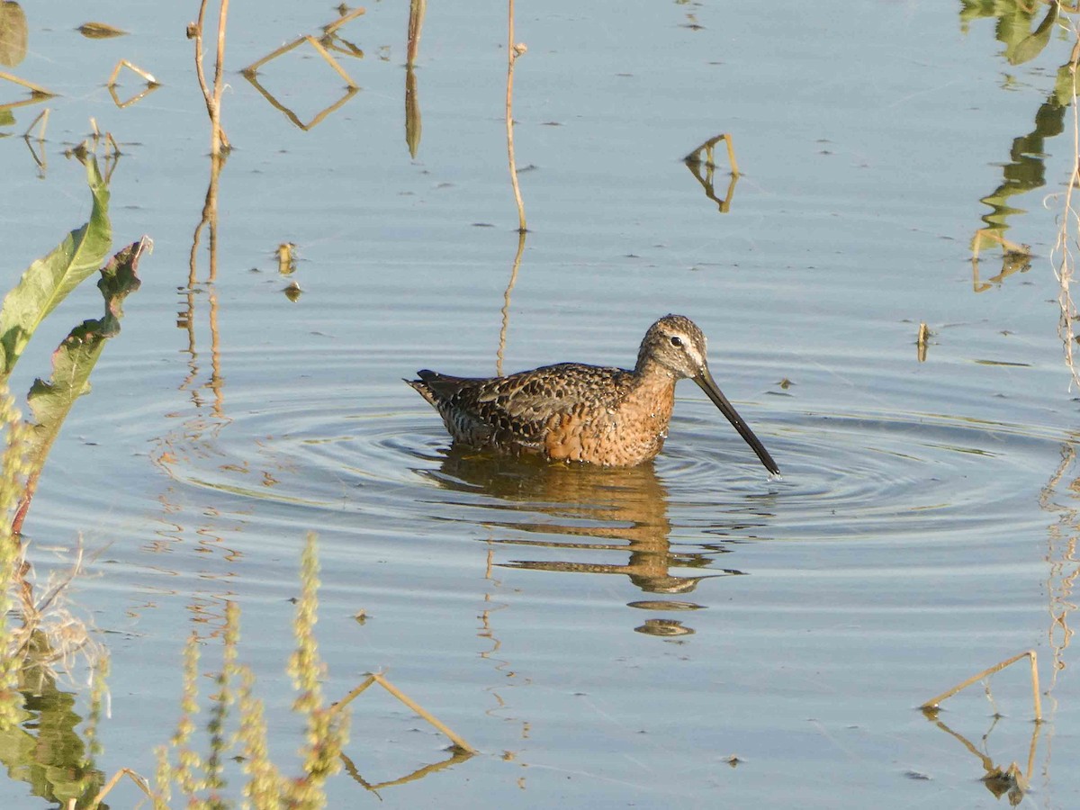 Long-billed Dowitcher - ML156028071