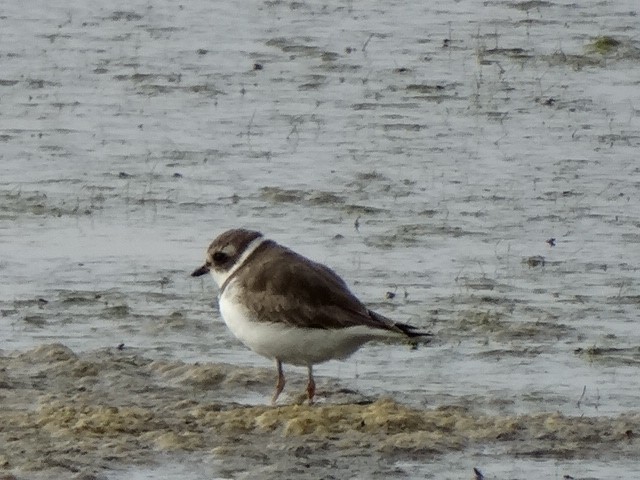Semipalmated Plover - ML156028731
