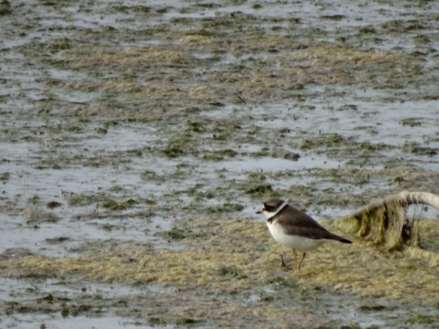 Semipalmated Plover - ML156028791