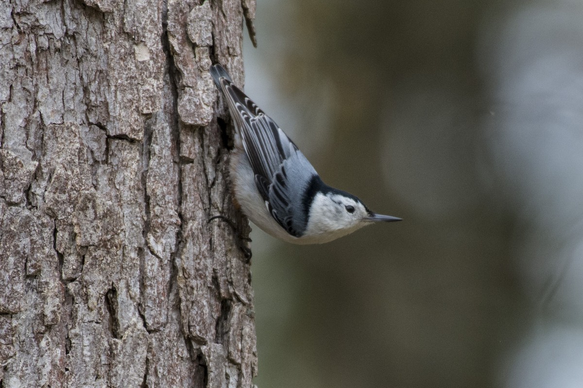 White-breasted Nuthatch - ML156031041