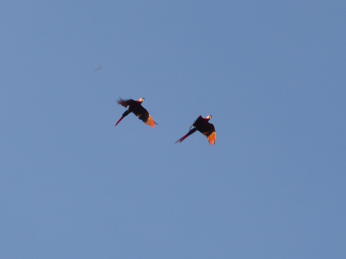 Scarlet Macaw - ML156035291