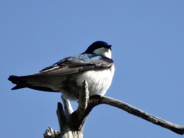 Tree Swallow - ML156041151