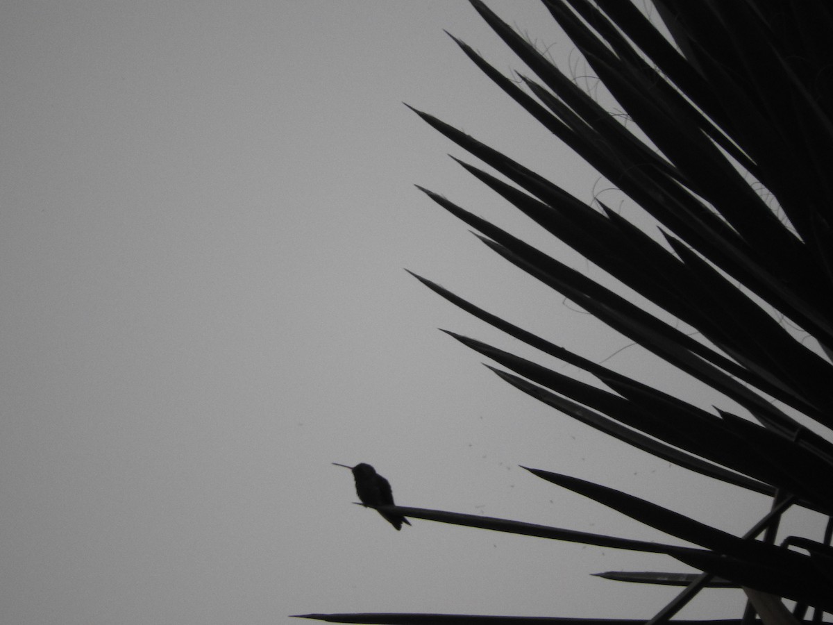 Geniş Gagalı Kolibri - ML156041211