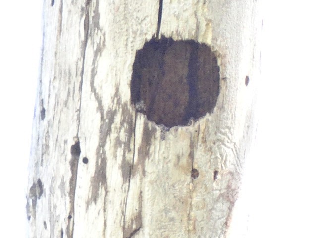 Tree Swallow - ML156041551