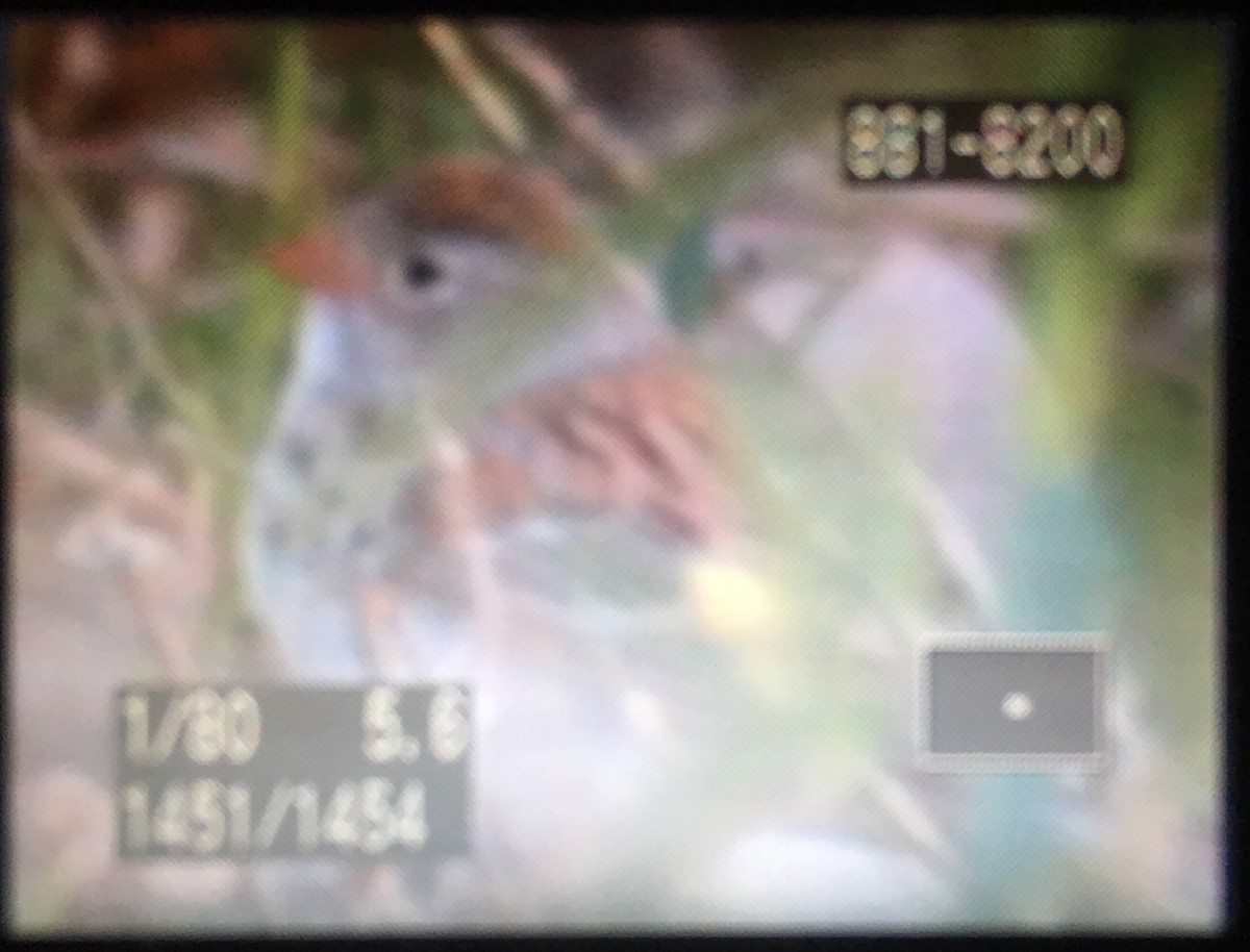 Field Sparrow - ML156042721