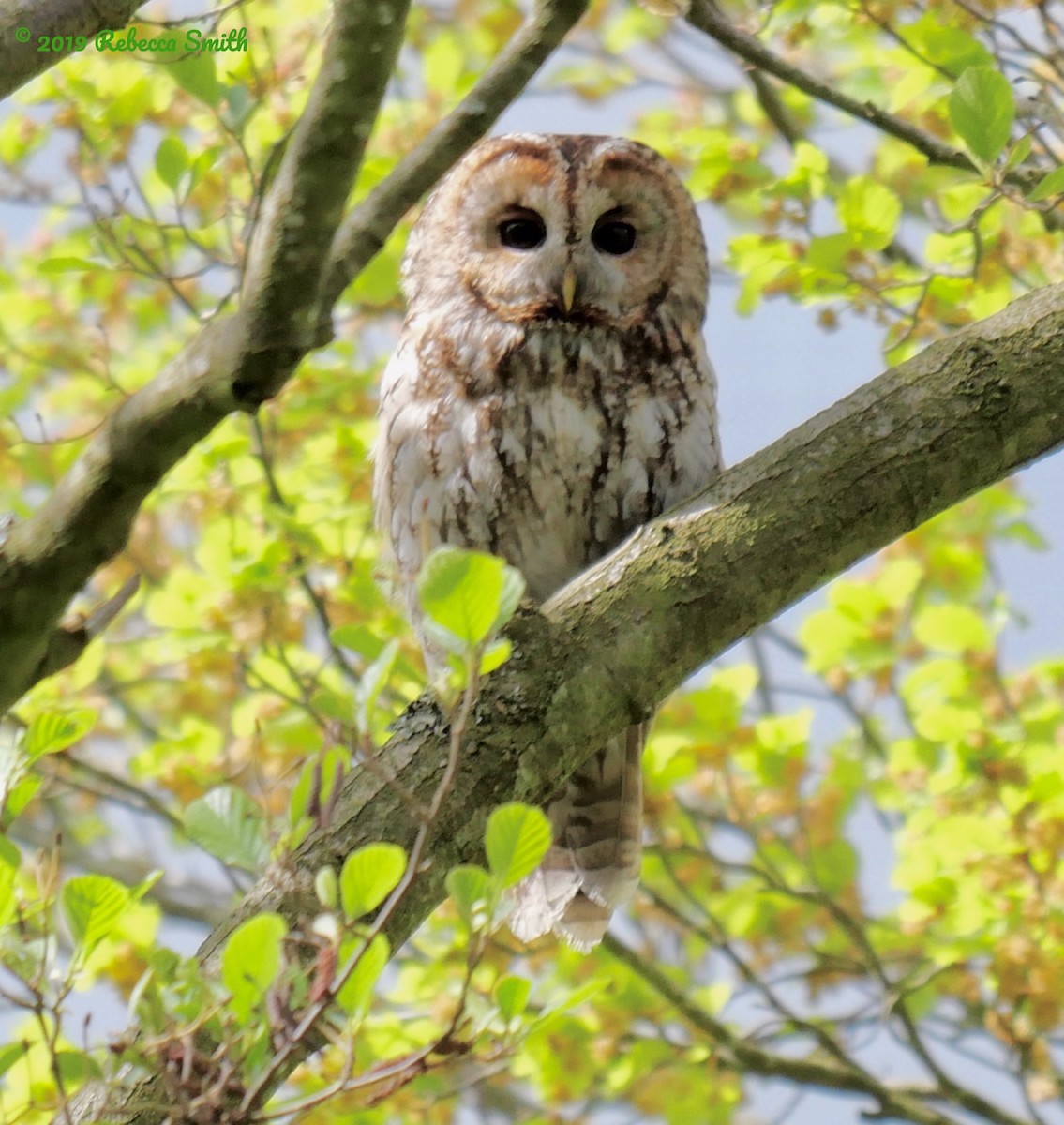 Tawny Owl - ML156044191