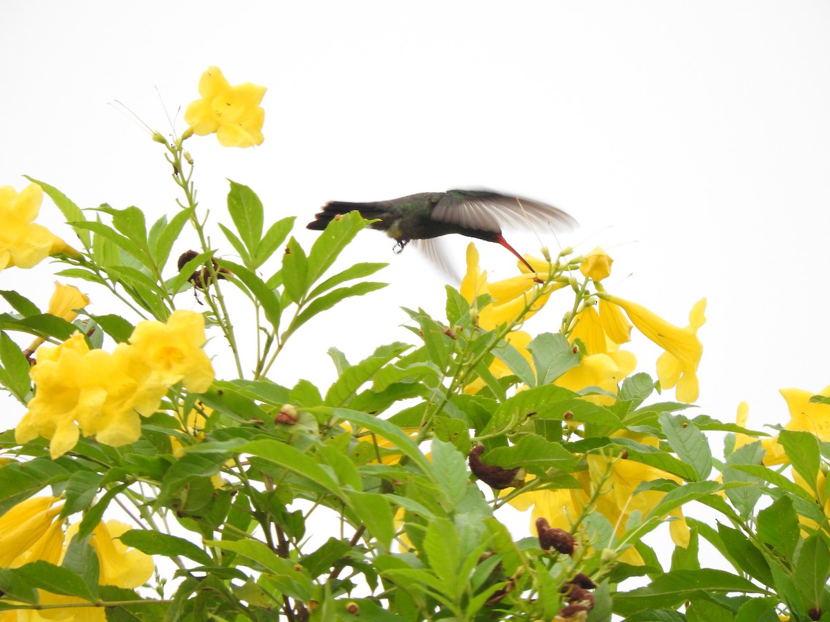 Broad-billed Hummingbird - ML156044221
