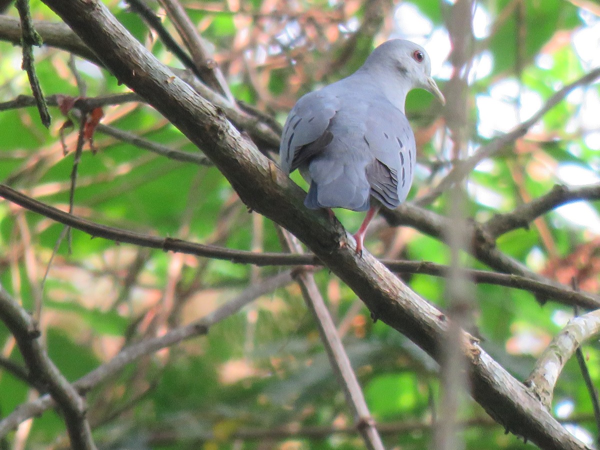 Blue Ground Dove - older rodriguez