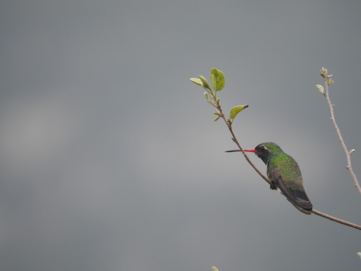 Broad-billed Hummingbird - ML156051131