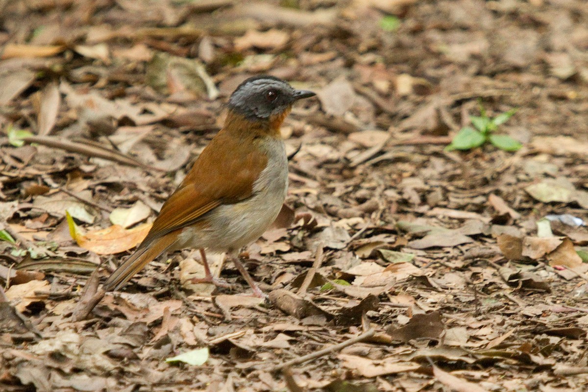 Red-throated Alethe - ML156051521