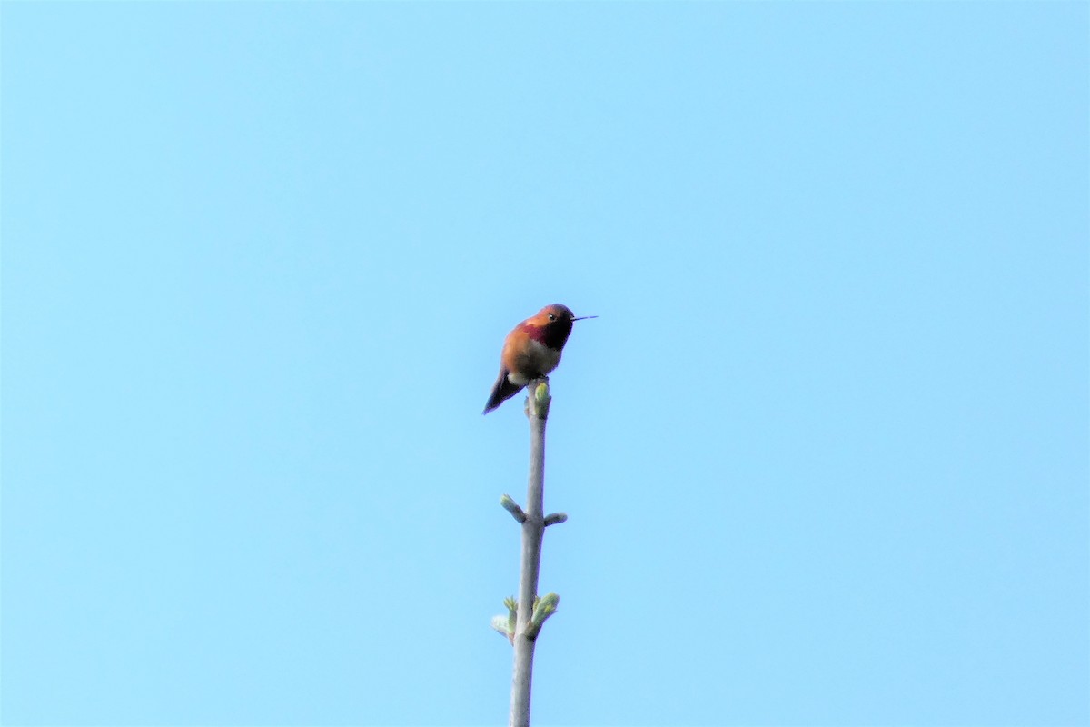 Rufous Hummingbird - woody wheeler