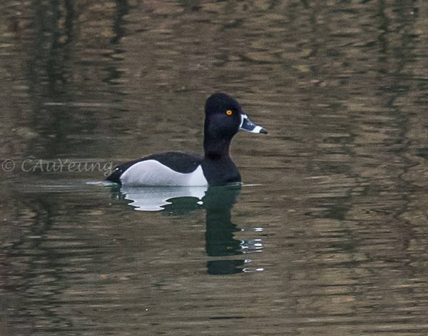 Ring-necked Duck - ML156055221
