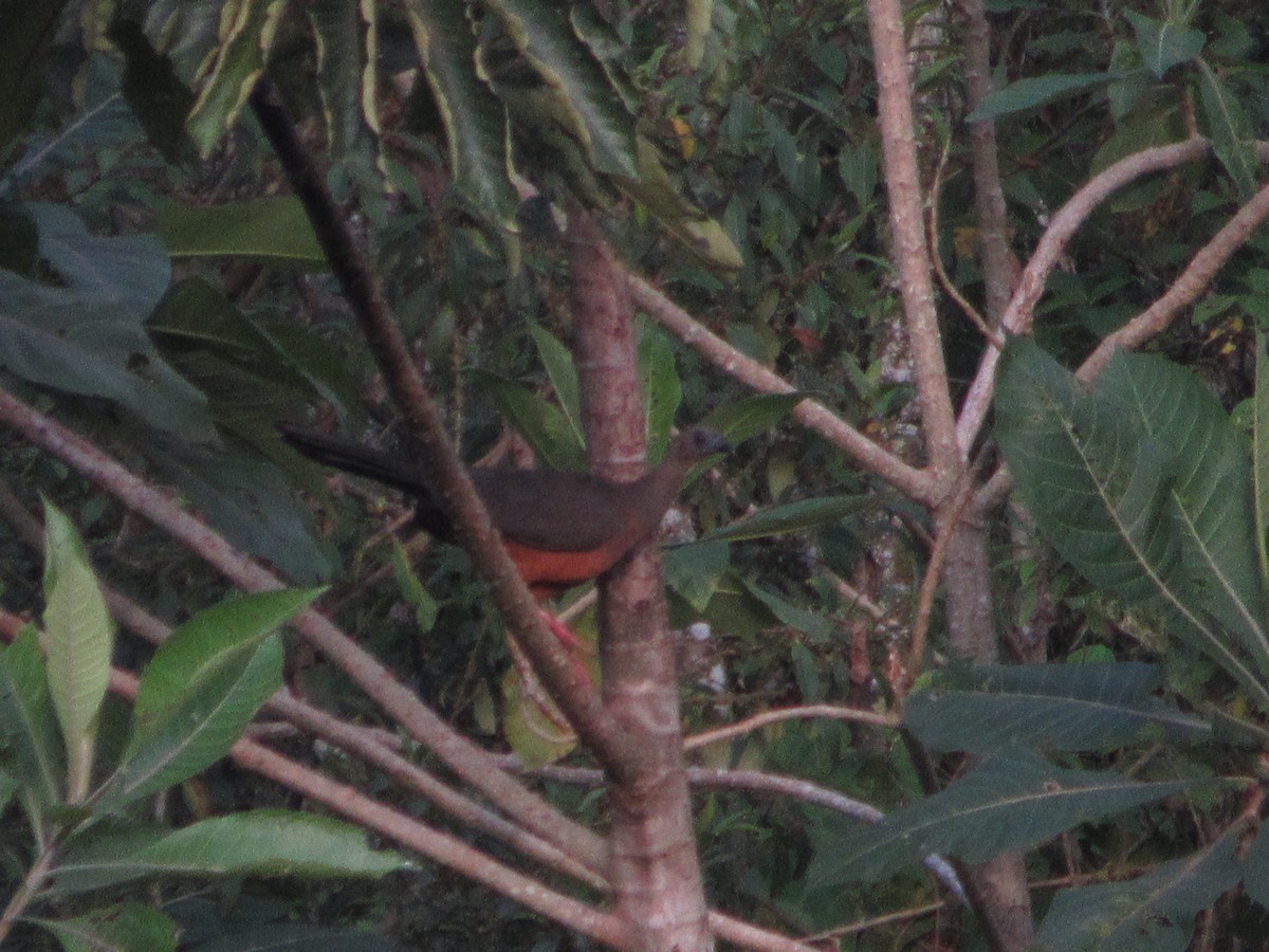 Sickle-winged Guan - ML156055481