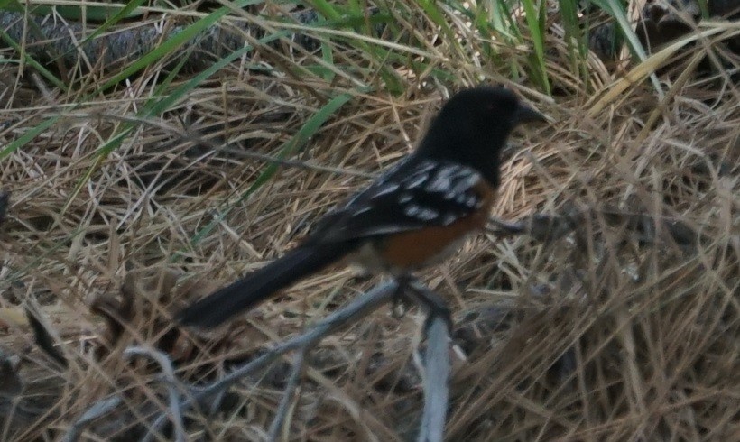 Spotted Towhee - ML156056161
