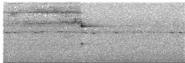 Сипуха темно-бура (підвид tenebricosa/arfaki) - ML156062891