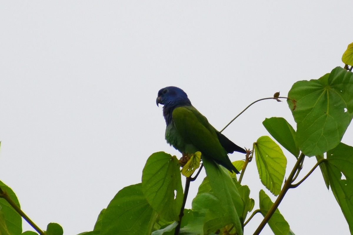 Blue-headed Parrot - ML156062961