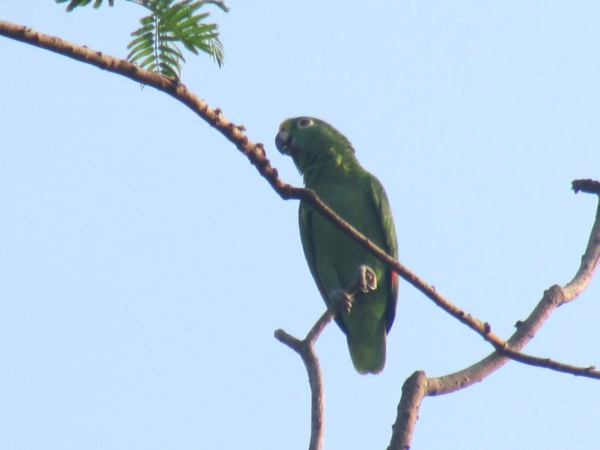 Yellow-crowned Parrot - ML156066381