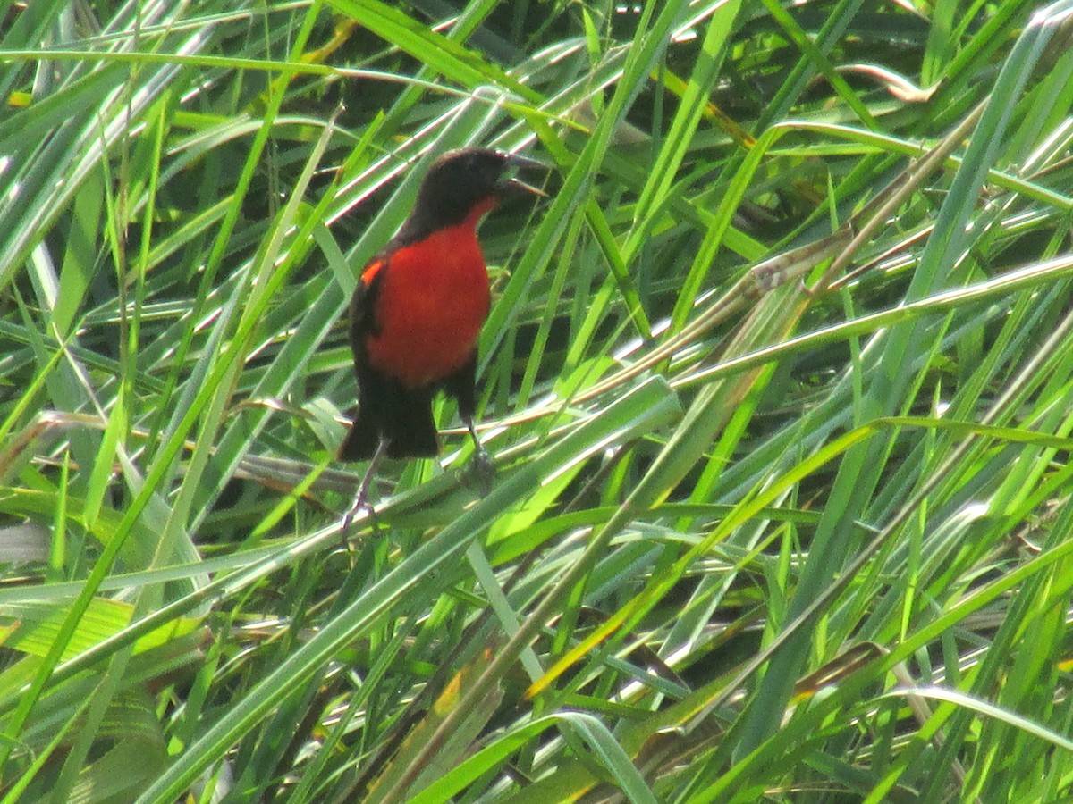 Red-breasted Meadowlark - ML156066751