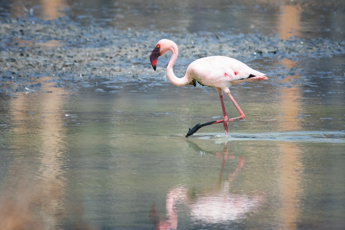 Lesser Flamingo - ML156068151