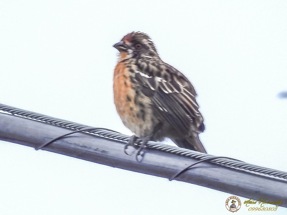 Rufous-tailed Plantcutter - ML156071971