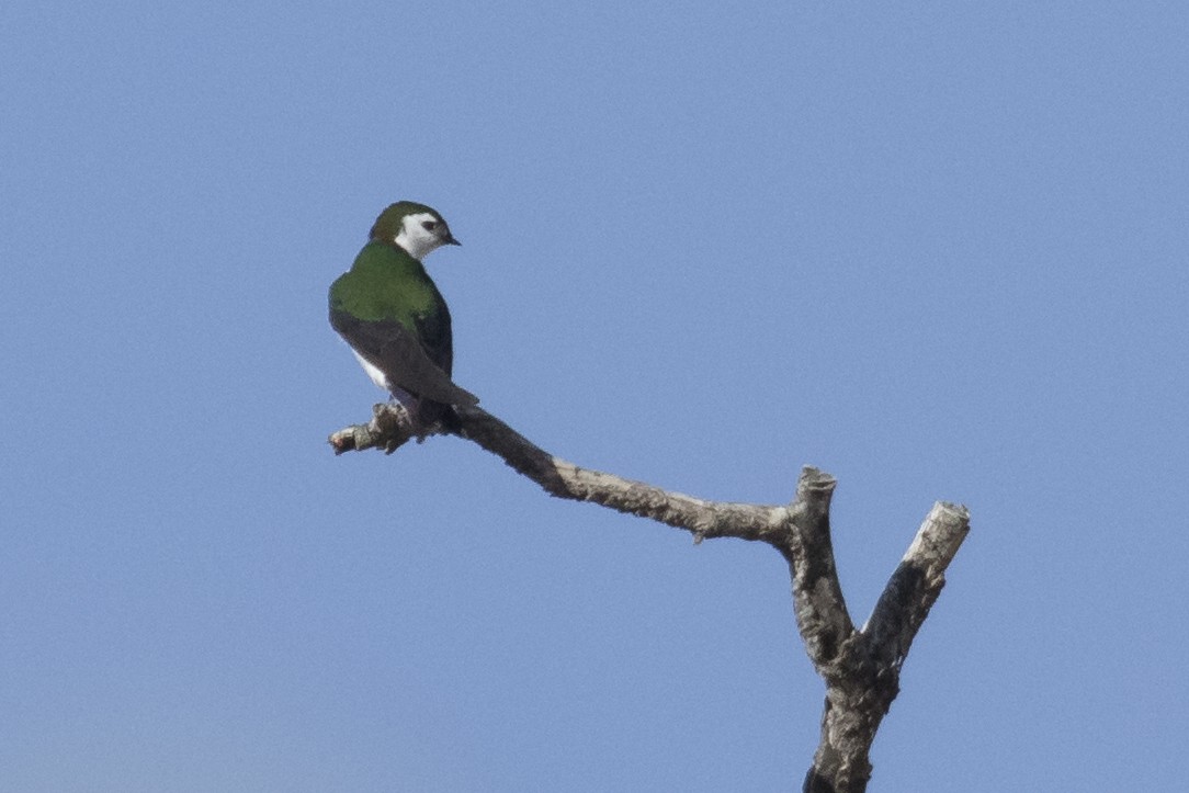 Violet-green Swallow - Liron Gertsman