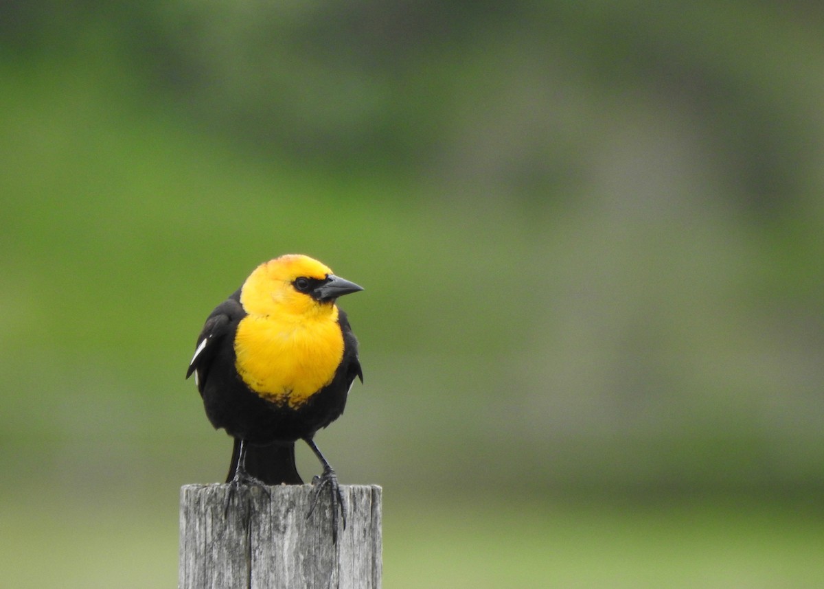 Yellow-headed Blackbird - ML156075271